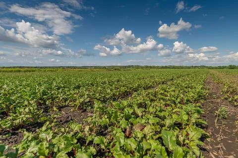 Vibrant beetroot fields thrive under a bright blue sky in a sunny countryside Stock Photos