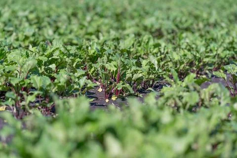 Vibrant beetroot plants thrive in a lush agricultural field under warm sunl.. Stock Photos
