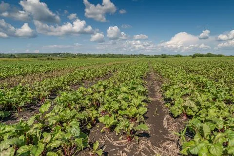 Vibrant beetroot plants thriving under a blue sky in a lush green field Stock Photos