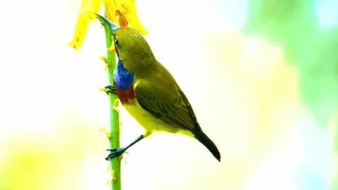 Vibrant Bird Life in Pristine Landscape Stock Footage 290094347