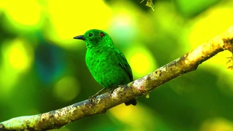Vibrant Bird Life in Pristine Landscape Stock Footage 290094428