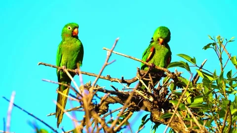Vibrant Bird Life in Pristine Landscape Stock Footage 290094583