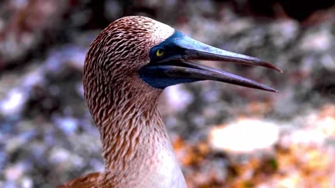 Vibrant Bird Life in Pristine Landscape Stock Footage 290094587