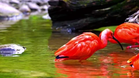 Vibrant Bird Life in Pristine Landscape Stock Footage 290094720