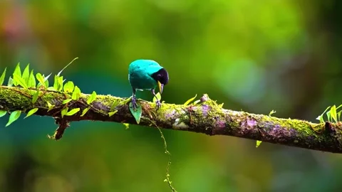 Vibrant Bird Life in Pristine Landscape Stock Footage 290095470