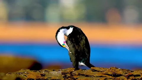 Vibrant Bird Life in Pristine Landscape Stock Footage 290095557
