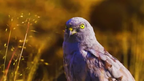 Vibrant Bird Life in Pristine Landscape Stock Footage 290095592