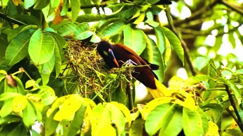 "Vibrant Bird Life in Pristine Landscape" Video stock 290106291