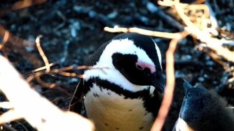 "Vibrant Bird Life in Pristine Landscape" Stock Footage 290106423