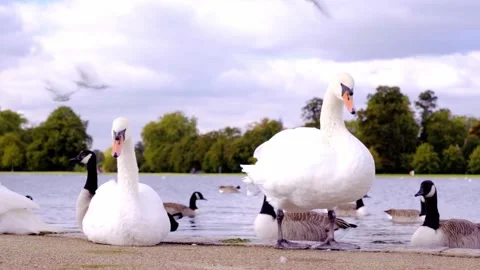 "Vibrant Bird Life in Pristine Landscape" Stock Footage 290106520