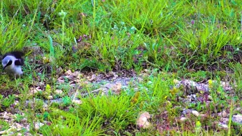 "Vibrant Bird Life in Pristine Landscape" Stock Footage 290106534