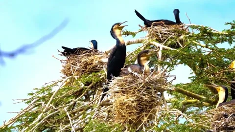 "Vibrant Bird Life in Pristine Landscape" Stock Footage 290107579
