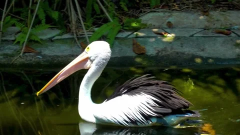 "Vibrant Bird Life in Pristine Landscape" Stock Footage 290107585
