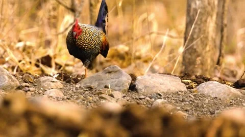 "Vibrant Bird Life in Pristine Landscape" Stock Footage 290107608