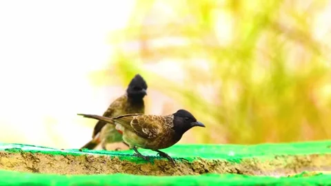 "Vibrant Bird Life in Pristine Landscape" Stock Footage 290107623