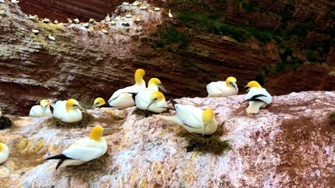 "Vibrant Bird Life in Pristine Landscape" Stock Footage 290108170