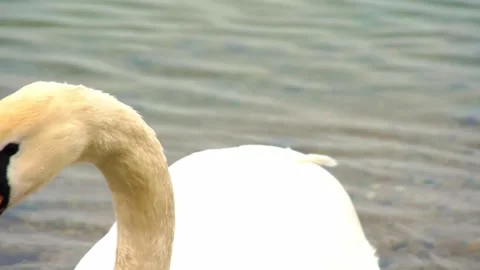 "Vibrant Bird Life in Pristine Landscape" Stock Footage 290108265