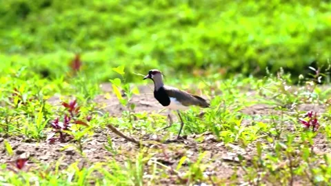 "Vibrant Bird Life in Pristine Landscape" Stock Footage 290108266