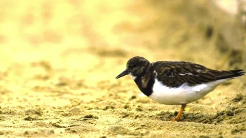 "Vibrant Bird Life in Pristine Landscape" Stock Footage 290108326