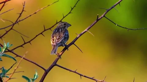 "Vibrant Bird Life in Pristine Landscape" Stock Footage 290109997