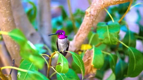 "Vibrant Bird Life in Pristine Landscape" Stock Footage 290110006