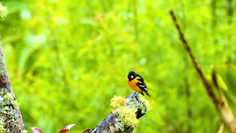 "Vibrant Bird Life in Pristine Landscape" Stock Footage 290110081