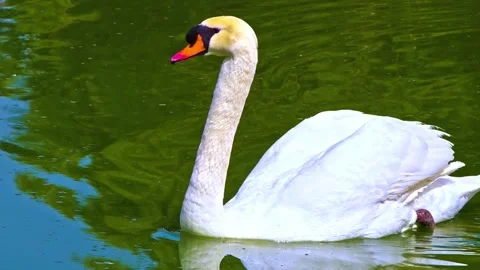 "Vibrant Bird Life in Pristine Landscape" Stock Footage 290110370