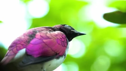 "Vibrant Bird Life in Pristine Landscape" Stock Footage 290110486