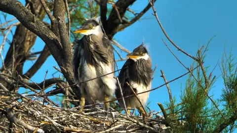 "Vibrant Bird Life in Pristine Landscape" Stock Footage 290110487