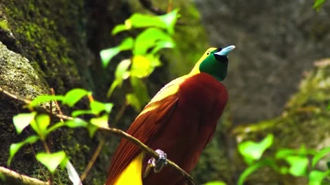 "Vibrant Bird Life in Pristine Landscape" Stock Footage 290110528