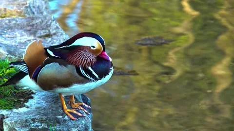 "Vibrant Bird Life in Pristine Landscape" Stock Footage 290874099