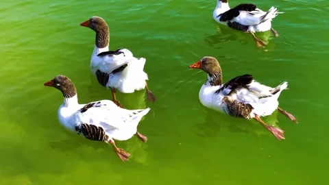 "Vibrant Bird Life in Pristine Landscape" Stock Footage 290874108