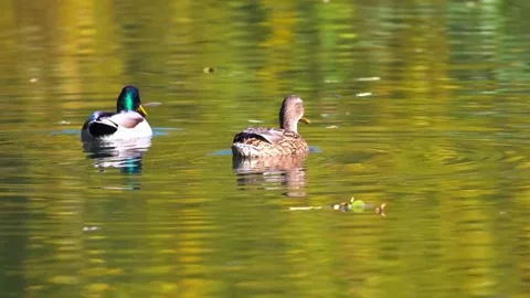 "Vibrant Bird Life in Pristine Landscape" Stock Footage 290874124