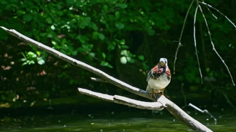 Vibrant bird perching and preening on branch in lush greenery. Mandarin duck. Stock Footage 331530769