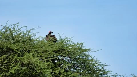 A vibrant bird sits in a tree under a clear blue sky, highlighting natures Stock Photos