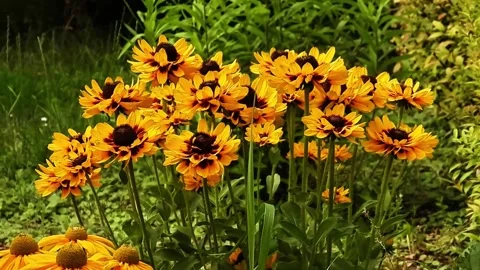 Vibrant Black-Eyed Susans Bloom in a Lush Summer Garden Stock Footage 331500545