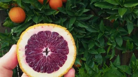Vibrant blood orange slice held against a lush citrus tree Video stock 329906704