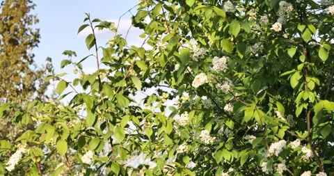 Vibrant Bloom: Close-up of Wild Garlic Flowers Against Sky and Green Tree Leaves 動画素材 241213239