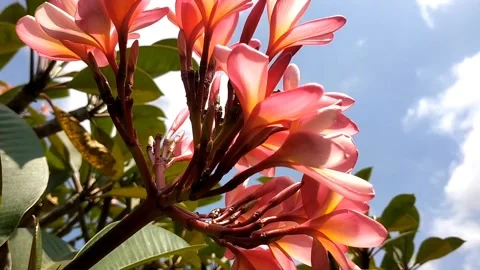 The Vibrant Bloom of Red Plumeria Stock-Footage 341264852
