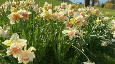 Vibrant blooming double daffodils with peach center growing Video stock 346163786