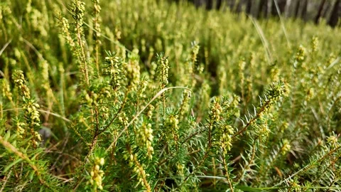 Vibrant Blooming Green Heather Close Up Stock Footage 288832101
