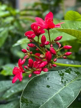 Vibrant blooming of Jatropha integerrima after the rain Stockfoto's