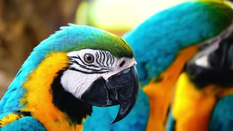 Vibrant Blue-and-gold Macaws in Close-Up, Tropical Setting Stock Footage 301067232