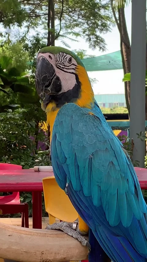  vibrant Blue-and-yellow Macaw perches regally,  showcasing its stunning blue an Stock Footage 306982425