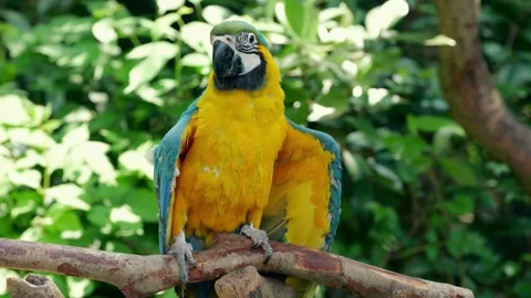 Vibrant blue and yellow macaw parrot resting on a jungle tree branch Stock-Footage 334092491
