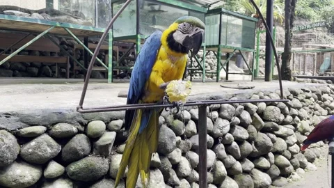 Vibrant Blue and Yellow Macaw Eating Corn on Metal Perch Stock Footage 337602470