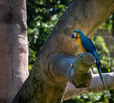 Vibrant blue and yellow macaw perched on thick tree branch Photos