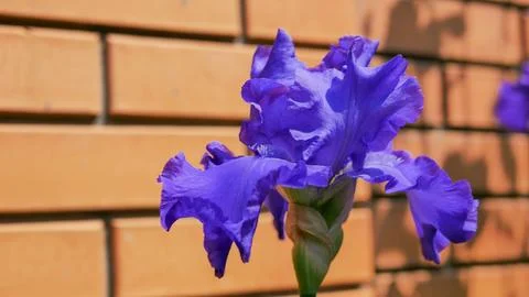 Vibrant blue bearded iris (Iris germanica) blooming in warm evening light agains Stock Photos