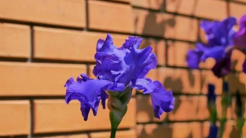 Vibrant blue bearded iris (Iris germanica) blooming in warm evening light agains Stock Photos