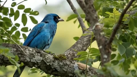 Vibrant Blue Bird Perched on Tree Branch Amidst Lush Greenery Stock Footage 304444515